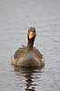 Gr�g�s. Gr�g�s p� vandet i Utterslev Mose Anser anser Utterslev Mose Danmark  fugle Egentlige andefugle, Anatidae, Anseriformes, g�s, g�s, gr�g�s, gr�g�s