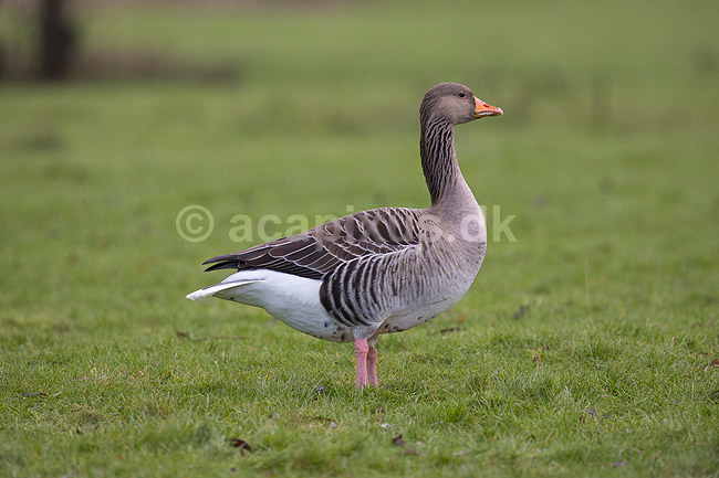 Gr�g�s. Gr�g�s p� gr�seng ved Utterslev Mose; Anser anser; Utterslev Mose; Danmark; ; fugle; Egentlige andefugle, Anatidae, Anseriformes, g�s, g�s, gr�g�s, gr�g�s
