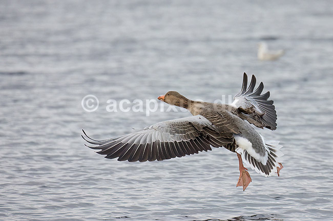 Gr�g�s. Gr�g�s parat til landing p� vandet i Utterslev Mose; Anser anser; Utterslev Mose; Danmark; ; fugle; Egentlige andefugle, Anatidae, Anseriformes, g�s, g�s, gr�g�s, flyvning, fugleflugt, gr�g�s