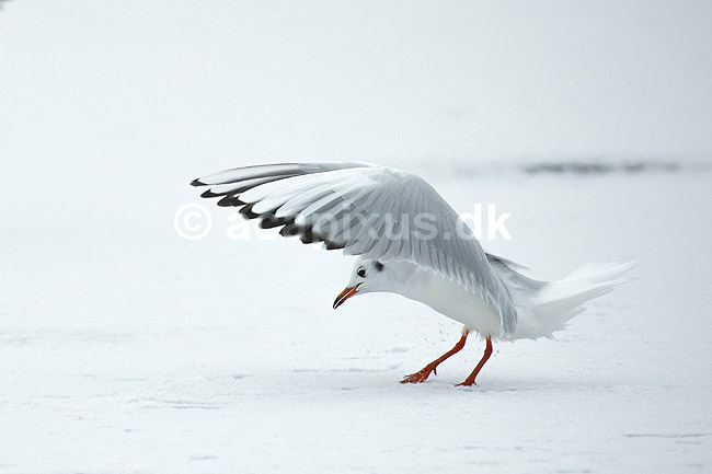 H�ttem�ge i vinterdragt. H�ttem�ge i vinterdragt lander p� isen p� den tilfrosne s� M�llemosen; Larus ridibundus; M�llemosen / M�l�v; Danmark; ; fugle; M�gefugle, Laridae, Charadriiformes, flyvning, fugleflugt, vingeslag, H�ttem�ger