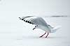 H�ttem�ge i vinterdragt. H�ttem�ge i vinterdragt lander p� isen p� den tilfrosne s� M�llemosen Larus ridibundus M�llemosen / M�l�v Danmark  fugle M�gefugle, Laridae, Charadriiformes, flyvning, fugleflugt, vingeslag, H�ttem�ger