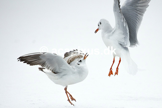 H�ttem�ger i vinterdragt. H�ttem�ger i vinterdragt sl�s p� isen p� den tilfrosne s� M�llemosen; Larus ridibundus; M�llemosen / M�l�v; Danmark; ; fugle; M�gefugle, Laridae, Charadriiformes, flyvning, fugleflugt, vingeslag, H�ttem�ge