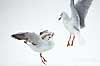 H�ttem�ger i vinterdragt. H�ttem�ger i vinterdragt sl�s p� isen p� den tilfrosne s� M�llemosen Larus ridibundus M�llemosen / M�l�v Danmark  fugle M�gefugle, Laridae, Charadriiformes, flyvning, fugleflugt, vingeslag, H�ttem�ge