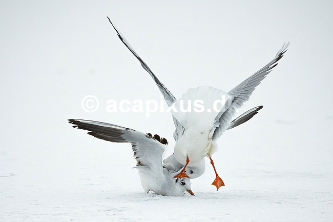 H�ttem�ger i vinterdragt. H�ttem�ger i vinterdragt sl�s p� isen p� den tilfrosne s� M�llemosen; Larus ridibundus; M�llemosen / M�l�v; Danmark; ; fugle; M�gefugle, Laridae, Charadriiformes, flyvning, fugleflugt, vingeslag, H�ttem�ge