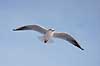 H�ttem�ge i vinterdragt. H�ttem�ge i vinterdragt flyver en kold vinterdag Larus ridibundus M�llemosen / M�l�v Danmark  fugle M�gefugle, Laridae, Charadriiformes, flyvning, fugleflugt, vingeslag, H�ttem�ger