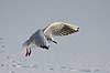 H�ttem�ge i vinterdragt. H�ttem�ge i vinterdragt flyver en kold vinterdag over isen p� den tilfrosne s� M�llemosen  Larus ridibundus M�llemosen / M�l�v Danmark  fugle M�gefugle, Laridae, Charadriiformes, flyvning, fugleflugt, vingeslag, H�ttem�ger