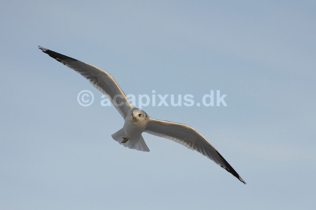 Stormm�ge. Stormm�ge flyver en kold vinterdag; Larus canus; M�llemosen / M�l�v; Danmark; ; fugle; M�gefugle, Laridae, Charadriiformes, flyvning, fugleflugt, vingeslag