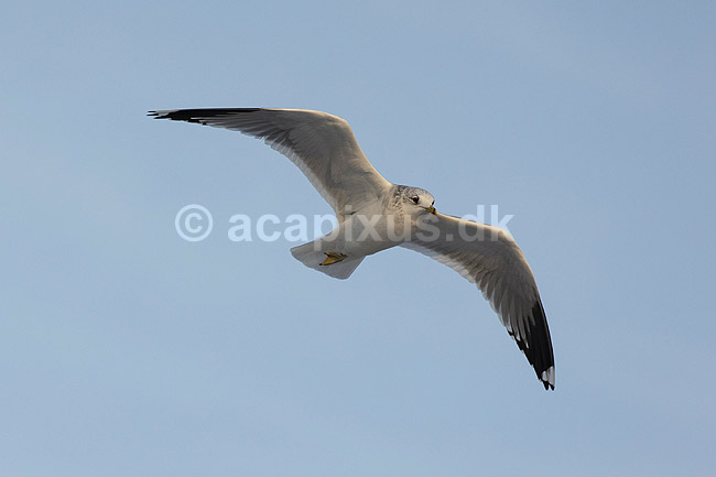 Stormm�ge. Stormm�ge flyver en kold vinterdag; Larus canus; M�llemosen / M�l�v; Danmark; ; fugle; M�gefugle, Laridae, Charadriiformes, flyvning, fugleflugt, vingeslag