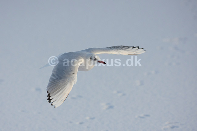 H�ttem�ge i vinterdragt. H�ttem�ge i vinterdragt flyver over isen p� den tilfrosne s� M�llemosen; Larus ridibundus; M�llemosen / M�l�v; Danmark; ; fugle; M�gefugle, Laridae, Charadriiformes, flyvning, fugleflugt, vingeslag, H�ttem�ger