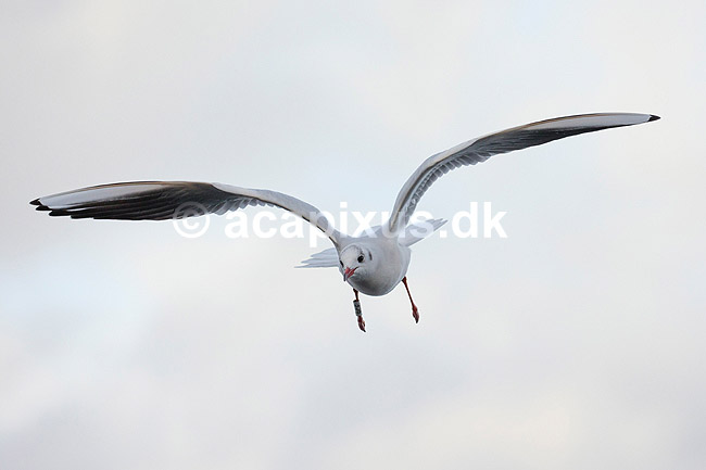 H�ttem�ge i vinterdragt. H�ttem�ge i vinterdragt ved Utterslev Mose; Larus ridibundus; Utterslev Mose; Danmark; ; fugle; M�gefugle, Laridae, Charadriiformes, flyvning, fugleflugt, vingeslag, H�ttem�ger