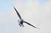 H�ttem�ge i vinterdragt. H�ttem�ge i vinterdragt ved Utterslev Mose Larus ridibundus Utterslev Mose Danmark  fugle M�gefugle, Laridae, Charadriiformes, flyvning, fugleflugt, vingeslag, H�ttem�ger
