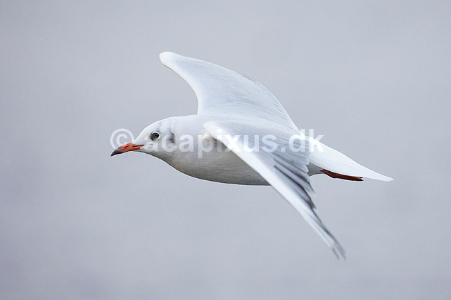 H�ttem�ge i vinterdragt. H�ttem�ge i vinterdragt ved Utterslev Mose; Larus ridibundus; Utterslev Mose; Danmark; ; fugle; M�gefugle, Laridae, Charadriiformes, flyvning, fugleflugt, vingeslag, H�ttem�ger