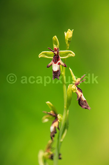 Flueblomst. Den sj�ldne flue blomst orkide ved Allindelille Fredskov; Ophrys insectifera; Allindelille Fredskov; ; ; planter; orkid�er, orkideer, blomster