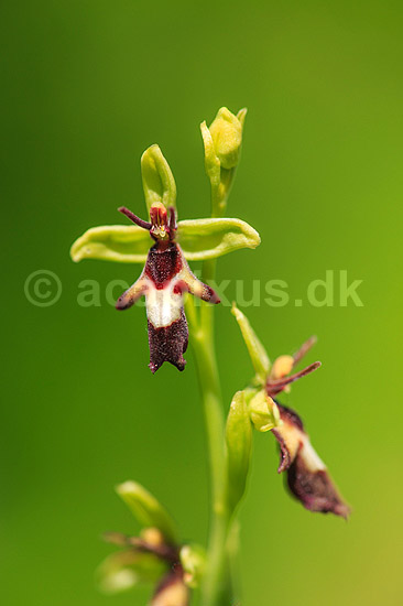 Flueblomst. Den sj�ldne flue blomst orkide ved Allindelille Fredskov; Ophrys insectifera; Allindelille Fredskov; ; ; planter; orkid�er, orkideer, blomster