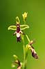 Flueblomst. Den sj�ldne flue blomst orkide ved Allindelille Fredskov Ophrys insectifera Allindelille Fredskov   planter orkid�er, orkideer, blomster
