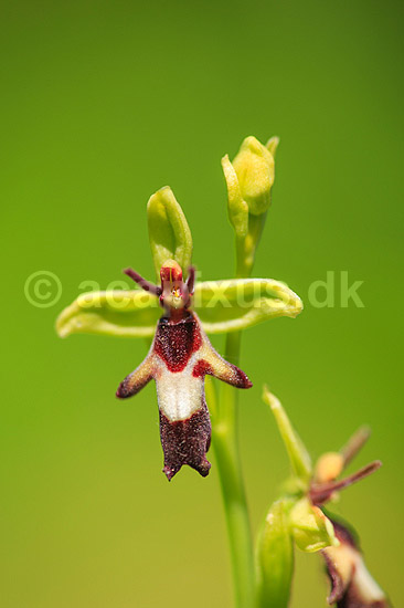 Flueblomst. Den sj�ldne flue blomst orkide ved Allindelille Fredskov; Ophrys insectifera; Allindelille Fredskov; ; ; planter; orkid�er, orkideer, blomster