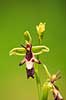 Flueblomst. Den sj�ldne flue blomst orkide ved Allindelille Fredskov Ophrys insectifera Allindelille Fredskov   planter orkid�er, orkideer, blomster