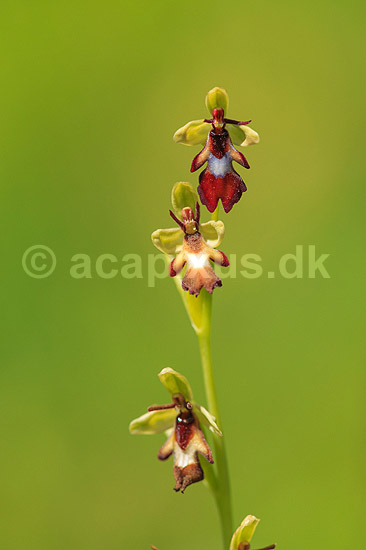 Flueblomst. Den sj�ldne flue blomst orkide ved Allindelille Fredskov; Ophrys insectifera; Allindelille Fredskov; ; ; planter; orkid�er, orkideer, blomster