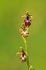 Flueblomst. Den sj�ldne flue blomst orkide ved Allindelille Fredskov Ophrys insectifera Allindelille Fredskov   planter orkid�er, orkideer, blomster