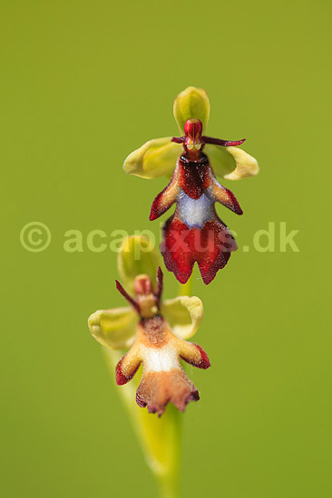 Flueblomst. Den sj�ldne flue blomst orkide ved Allindelille Fredskov; Ophrys insectifera; Allindelille Fredskov; ; ; planter; orkid�er, orkideer, blomster