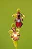 Flueblomst. Den sj�ldne flue blomst orkide ved Allindelille Fredskov Ophrys insectifera Allindelille Fredskov   planter orkid�er, orkideer, blomster