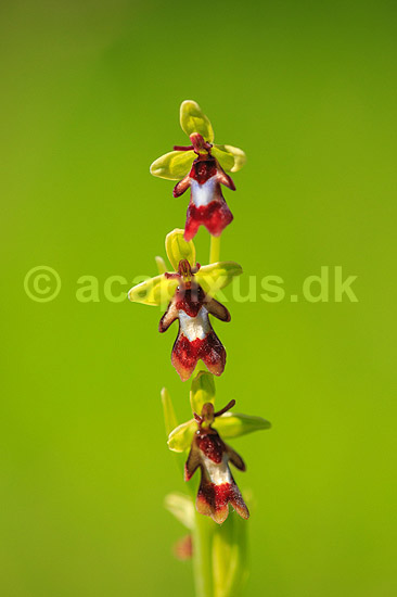 Flueblomst. Den sj�ldne flue blomst orkide ved Allindelille Fredskov; Ophrys insectifera; Allindelille Fredskov; ; ; planter; orkid�er, orkideer, blomster
