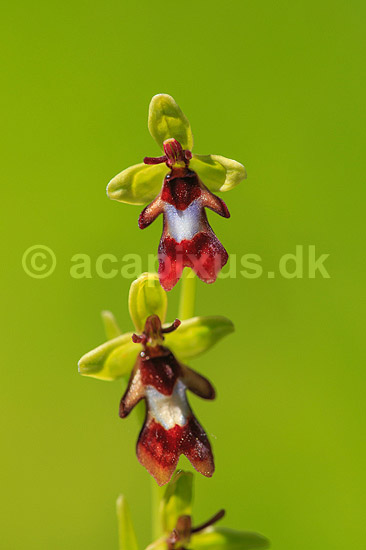 Flueblomst. Den sj�ldne flue blomst orkide ved Allindelille Fredskov; Ophrys insectifera; Allindelille Fredskov; ; ; planter; orkid�er, orkideer, blomster