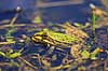 Fr�. Almindelig gr�n fr� i Allindelille Fredskov Rana esculenta Allindelille Fredskov   Padder Fr�er, springpadder, Pelophylax esculentus