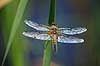 Vandrelibel. Vandrelibel siddende p� lur efter bytte p� siv ved B�llemosen Libellula quadrimaculata Allindelille Fredskov Danmark  insekter �gte guldsmede, Anisoptera, vinger, Egentlige guldsmede, Odonata, guldsmed