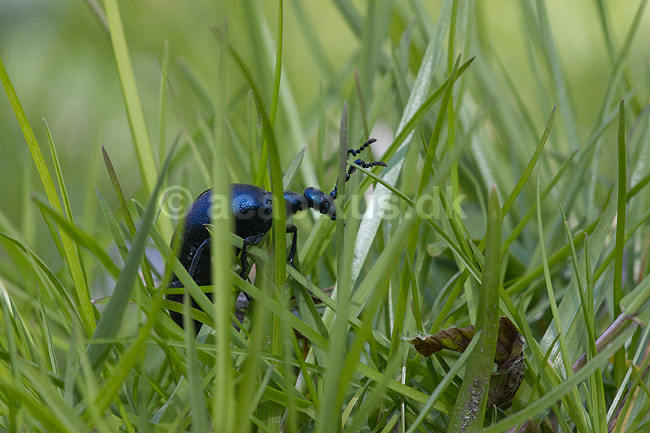 Bl� Oliebille. Oliebille i gr�sset ved sti i Hareskoven ved Jonstrup Hegn; Meloe violaceus; M�l�v; Danmark; ; insekter; biller, oliebiller