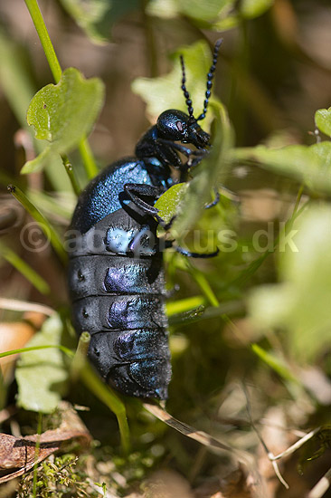 Bl� Oliebille. Oliebille �der blad i Hareskoven ved Jonstrup Hegn; Meloe violaceus; M�l�v; Danmark; ; insekter; biller, oliebiller