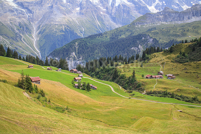Alperne. Alpedal med Schiltbach bjergb�kken og Jungfrau massivet i baggrunden; ; Lauterbrunnen; Schweiz; ; ; Alperne, bjerglandskab, Alpelandskab, bjergvandring