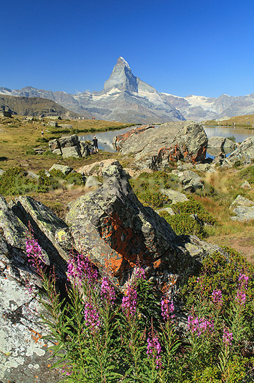 Matterhorn. Alpeflora med lupiner med det ikoniske bjerg Matterhorn i baggrunden; ; Zermatt; Schweiz; ; planter; Alperne, bjerglandskab, Alpelandskab, bjergvandring