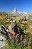 Matterhorn. Alpeflora med lupiner med det ikoniske bjerg Matterhorn i baggrunden  Zermatt Schweiz  planter Alperne, bjerglandskab, Alpelandskab, bjergvandring