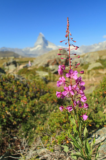 Matterhorn. Alpeflora med lupiner med det ikoniske bjerg Matterhorn i baggrunden; ; Zermatt; Schweiz; ; planter; Alperne, bjerglandskab, Alpelandskab, bjergvandring