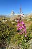 Matterhorn. Alpeflora med lupiner med det ikoniske bjerg Matterhorn i baggrunden  Zermatt Schweiz  planter Alperne, bjerglandskab, Alpelandskab, bjergvandring