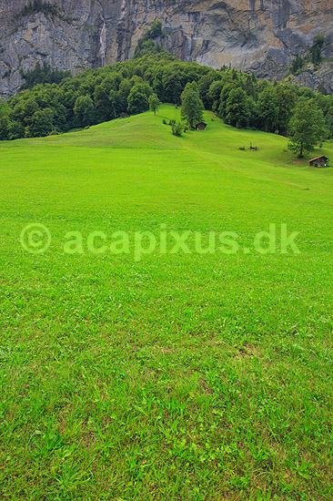 Lauterbrunnen. Alpelandskab med gr�smark i Lauterbrunnental med skov og klippev�g i baggrunden.; ; Lauterbrunnen; Schweiz; ; ; landbrug, marker, Alperne, bjerglandskab