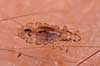 Hovedlus. Hoved lus - hunlus - blodsugende insekt - reprocessing af KOL10888 Pediculus humanus capitis    insekter Egentlige lus, Siphunculata, ut�j, skadedyr, h�r, hovedbund, plettyfus, blodsugere, snyltere, snyltedyr