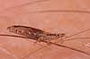 Hovedlus. Hoved lus - hunlus - blodsugende insekt - reprocessing af KOL10889 Pediculus humanus capitis    insekter Egentlige lus, Siphunculata, ut�j, skadedyr, h�r, hovedbund, plettyfus, blodsugere, snyltere, snyltedyr