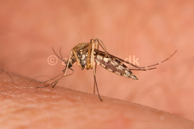 Stikmyg. Stikmyg suger blod p� arm - reprocessing af KOL11046; Culicidae; Bornholm; ; ; insekter; Tovinger, Diptera, myg, blodsugere, sommer