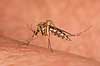 Stikmyg. Stikmyg suger blod p� arm - reprocessing af KOL11046 Culicidae Bornholm   insekter Tovinger, Diptera, myg, blodsugere, sommer