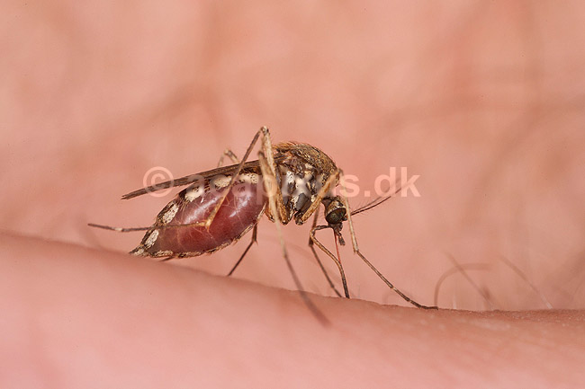 Stikmyg. Stikmyg suger blod p� arm; Culicidae; Bornholm; ; ; insekter; Tovinger, Diptera, myg, blodsugere, sommer