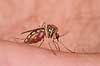 Stikmyg. Stikmyg suger blod p� arm Culicidae Bornholm   insekter Tovinger, Diptera, myg, blodsugere, sommer