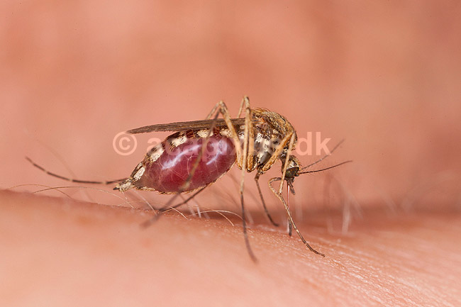 Stikmyg. Stikmyg suger blod p� arm - reprocessing af KOL11048; Culicidae; Bornholm; ; ; insekter; Tovinger, Diptera, myg, blodsugere, sommer
