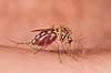 Stikmyg. Stikmyg suger blod p� arm - reprocessing af KOL11048 Culicidae Bornholm   insekter Tovinger, Diptera, myg, blodsugere, sommer