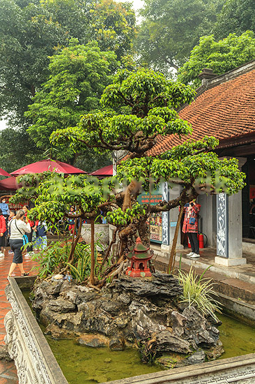 Bonsai. Stort bonsai tr� i Temple Of Literature i Hanoi; ; Temple Of Literature / Hanoi; Vietnam; ; Sev�rdigheder; 