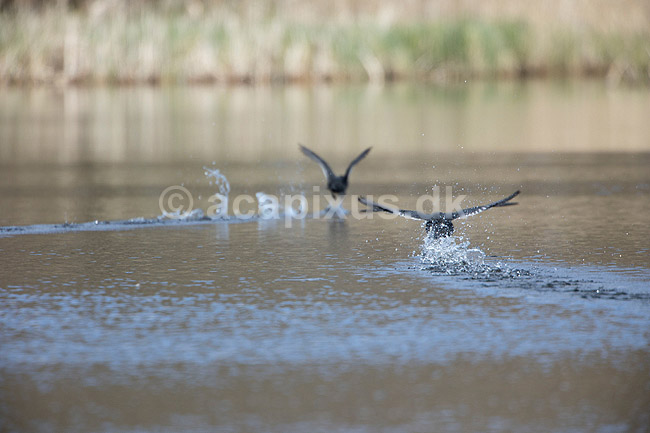 Blish�ns. Blish�ner l�ber p� vandet i territorialkamp ; Fulica atra; Skallemose S� / Hareskoven; Danmark; ; fugle; Blish�ne, Vandh�ns, Rallidae, Tranefugle, Gruiformes