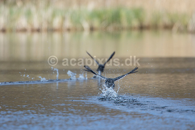 Blish�ns. Blish�ner l�ber p� vandet i territorialkamp ; Fulica atra; Skallemose S� / Hareskoven; Danmark; ; fugle; Blish�ne, Vandh�ns, Rallidae, Tranefugle, Gruiformes