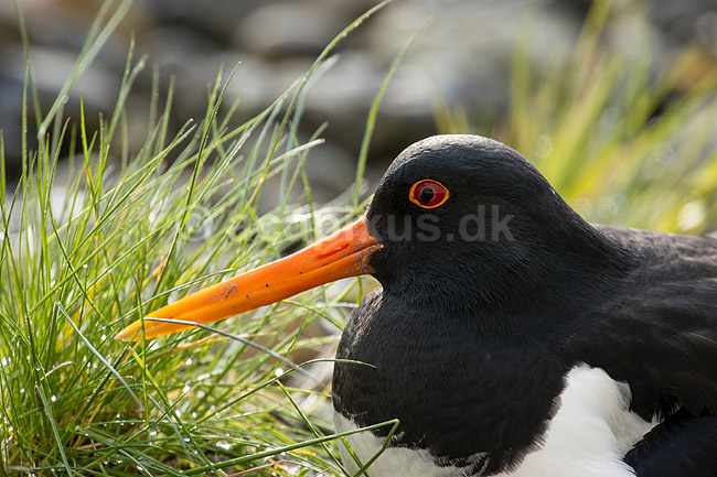 Strandskade. Strand skade ligger p� rede og ruger p� �g mellem sten; Haematopus ostralegus; M�l�v; Danmark; ; fugle; Strandskader, Haematopodidae, M�gefugle og vadefugle, Charadriiformes
