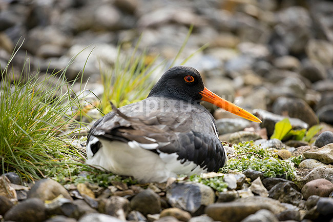 Strandskade. Strand skade ligger p� rede og ruger p� �g mellem sten; Haematopus ostralegus; M�l�v; Danmark; ; fugle; Strandskader, Haematopodidae, M�gefugle og vadefugle, Charadriiformes